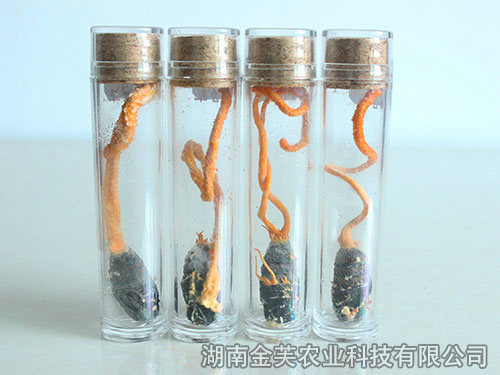 鮮活蛹體蛹蟲(chóng)草