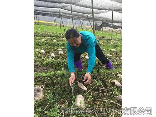 衡陽縣領導在基地指導羊肚菌采收-(1)