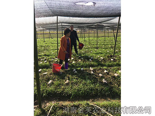 衡陽縣領導在基地指導羊肚菌采收-(2)