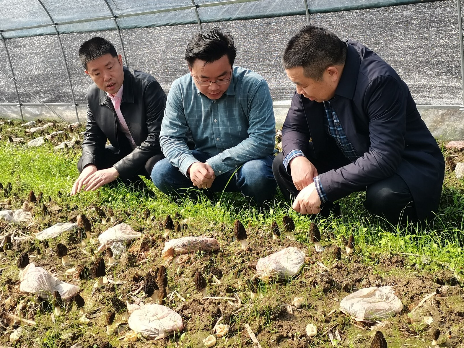 省食用研究所和縣科技局領(lǐng)導基地考察指導
