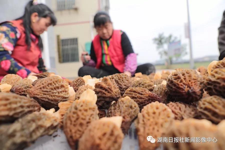 湖南金芙農業(yè)科技有限公司,湖南蛹蟲草,湖南羊肚菌,蛹蟲草,羊肚菌,龍新,蟲草酒哪里好,衡陽食用菌,衡陽羊肚菌,衡陽蛹蟲草