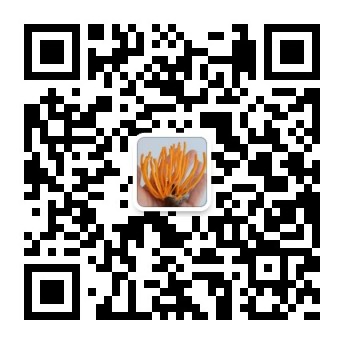 湖南金芙農(nóng)業(yè)科技有限公司,湖南蛹蟲草,湖南羊肚菌,蛹蟲草,羊肚菌,龍新,蟲草酒哪里好,衡陽(yáng)食用菌,衡陽(yáng)羊肚菌,衡陽(yáng)蛹蟲草